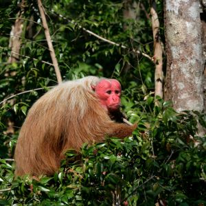 zwierze na u - Uakari czerwono-biały - Cacajao rubicundus