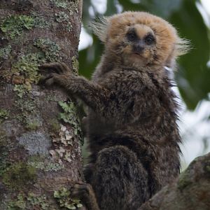 u zwierze - Uistiti żółtogłowa - Callithrix flaviceps