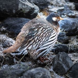 zeierze na u - Ułar tybetański - Tetraogallus tibetanus