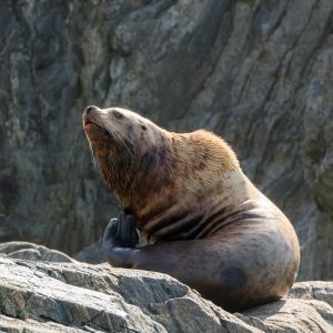 zwierzę na u - Uchatek grzywiasty - Otaria flavescens