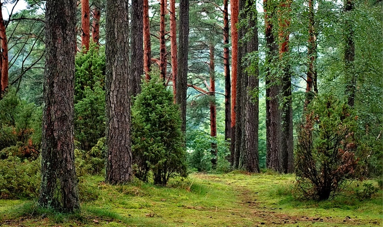 nazwy drzew polskich i egzotycznych - drzewa alfabetycznie