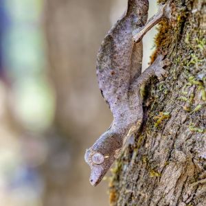 zwierz na u - Uroplatus phantasticus - Uroplatus phantasticus