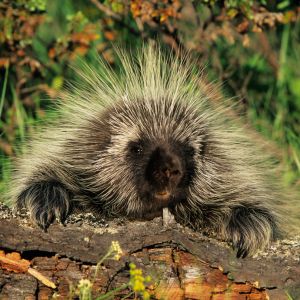 zwierzę na u państwa miasta - Urson amerykański - Erethizon dorsatum