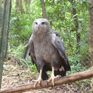 zwierze na u po polsku - Urubitinga czubata - Buteogallus coronatus