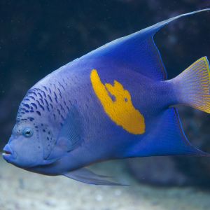 zwierze na u - Ustniczek cętkowany - Pomacanthus maculosus