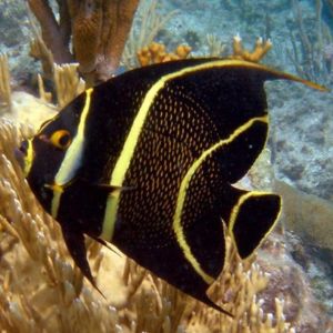 zwierzę na u - Ustniczek czarny - Pomacanthus paru