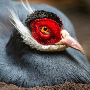 zwierze na u - Uszak siwy - Crossoptilon auritum