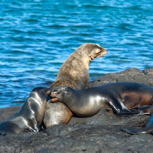 zwierzę na u - Uszanka galapagoska - Zalophus wollebaeki