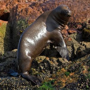 zwierzę na literę u - Uchatka patagońska - Arctocephalus australis