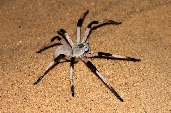 Największe pająki na świecie - Cerbalus Aravaensis