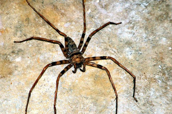 Największe pająki na świecie - Heteropoda maxima