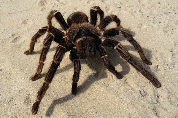 Największe pająki na świecie - Lasiodora parahybana
