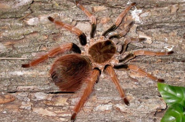 Największe pająki na świecie - Megaphobema robustum