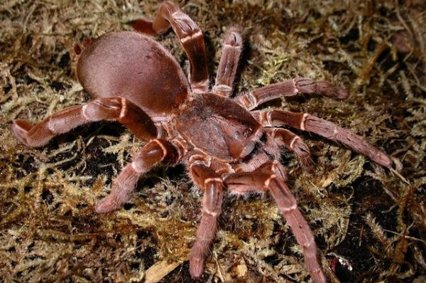 Największe pająki na świecie - Pelinobius muticus