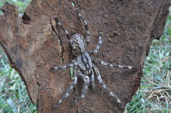 Największe pająki na świecie - Poecilotheria rajaei