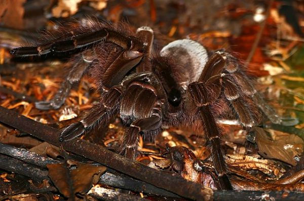 Największe pająki na świecie - Theraphosa blondi