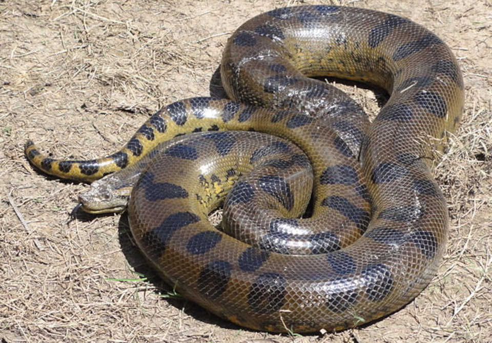największy wąż świata - anakonda zielona