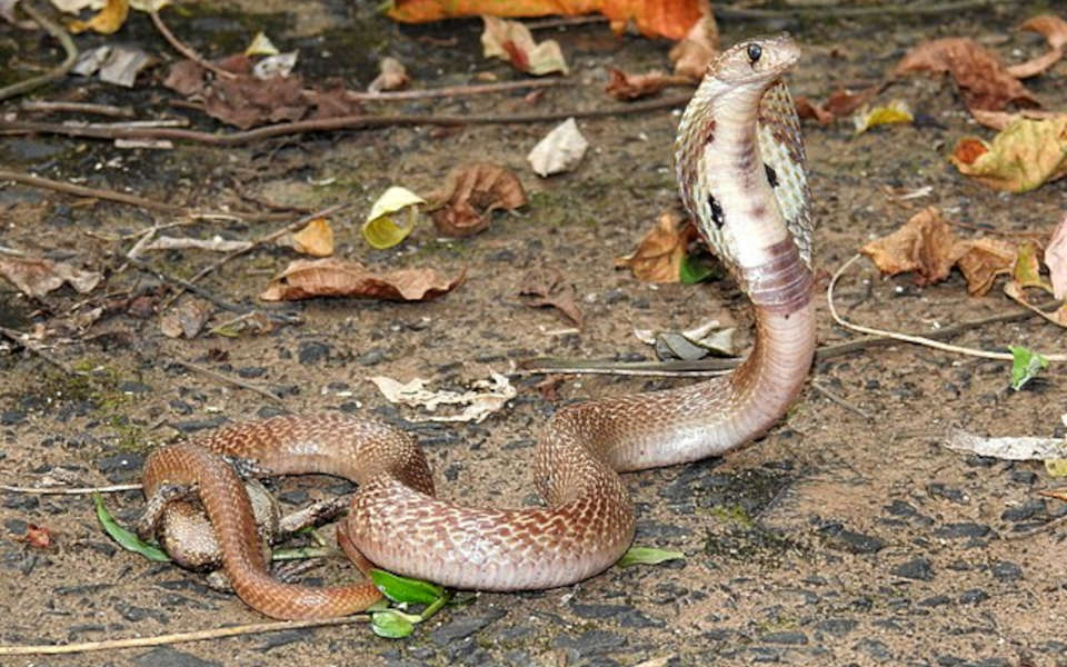 najbardziej jadowity wąż - kobra indyjska
