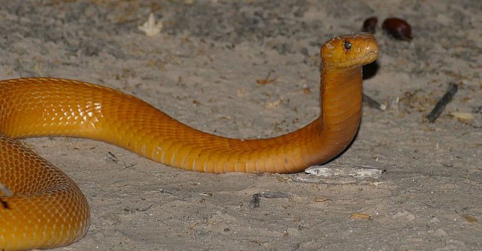 najbardziej jadowity wąż - kobra przylądkowa