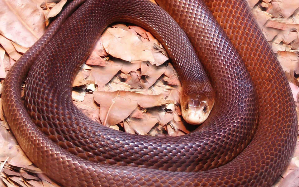 najbardziej jadowity wąż - tajpan australijski