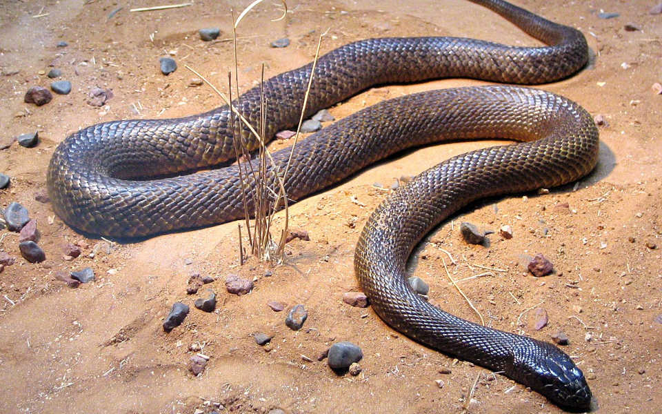 najbardziej jadowity wąż - tajpan pustynny