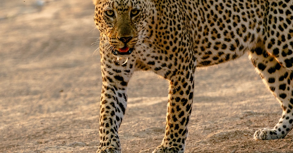 najszybsze zwierzę na świecie - gepard