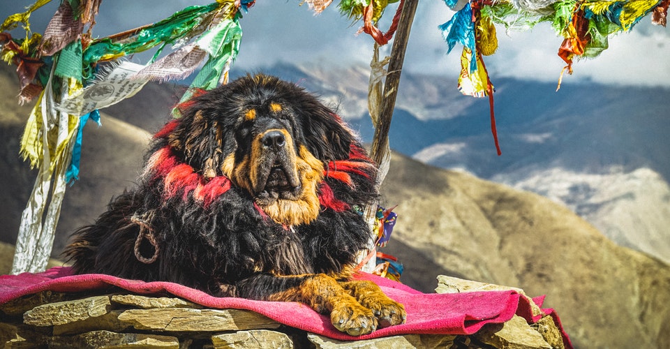 największa rasa psa na świecie - mastif tybetański