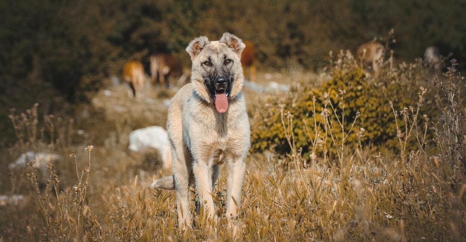 największa rasa psa na świecie - owczarek kaukaski